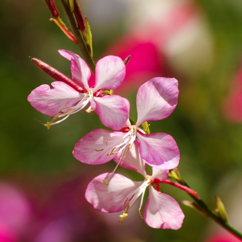 Gaura lindheimeri Cherry Brandy - Gaura de Lindheimer rose vif