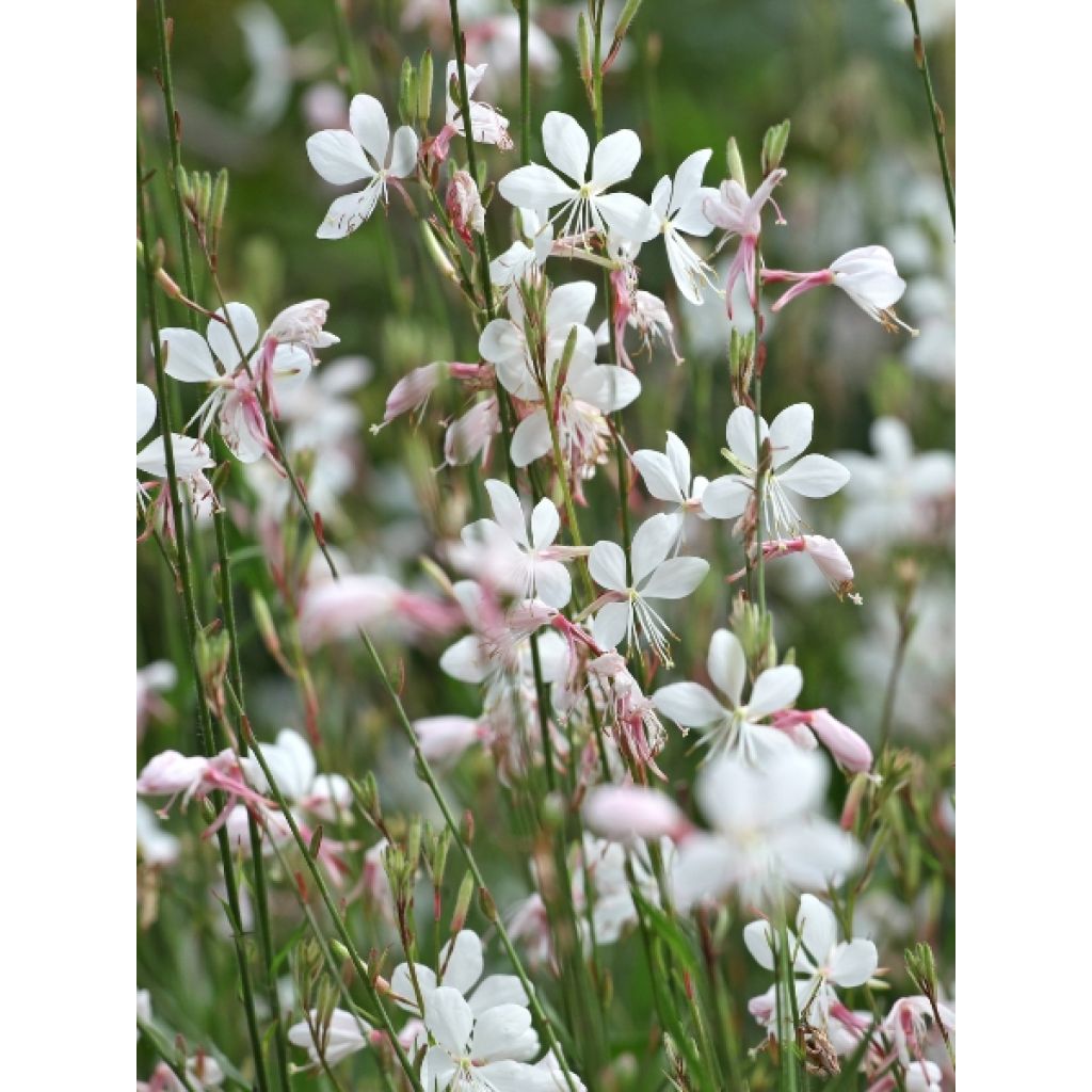 Gaura lindheimeri Whirling Butterflies