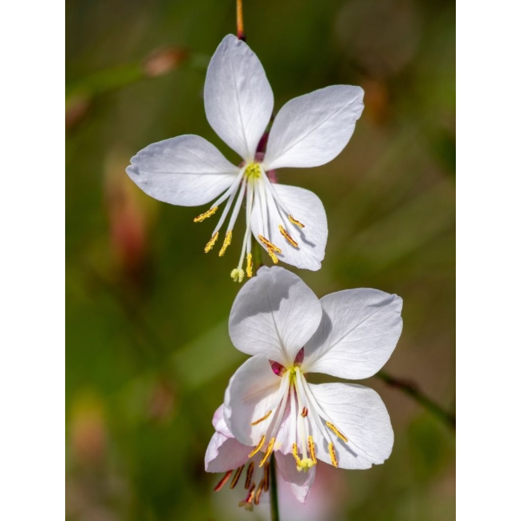 Gaura lindheimeri Whirling Butterflies
