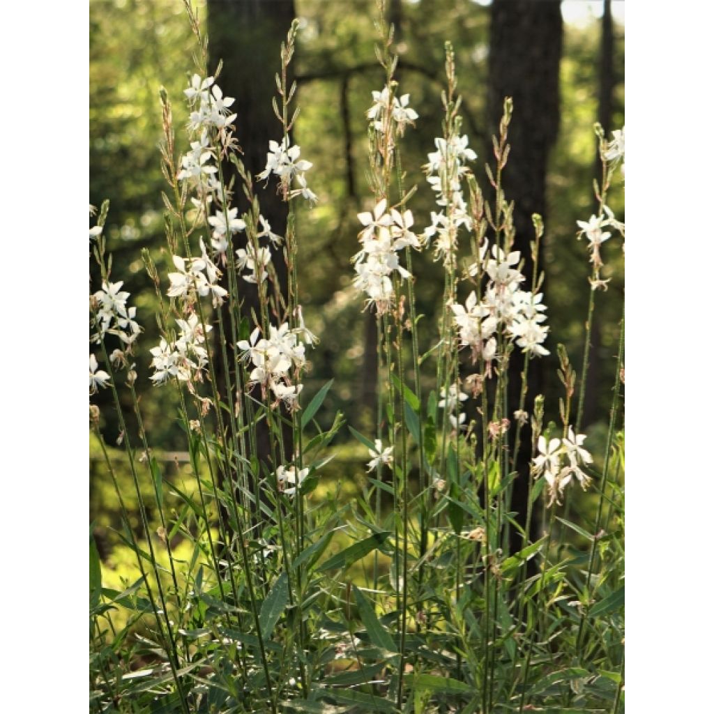 Gaura lindheimeri Whirling Butterflies