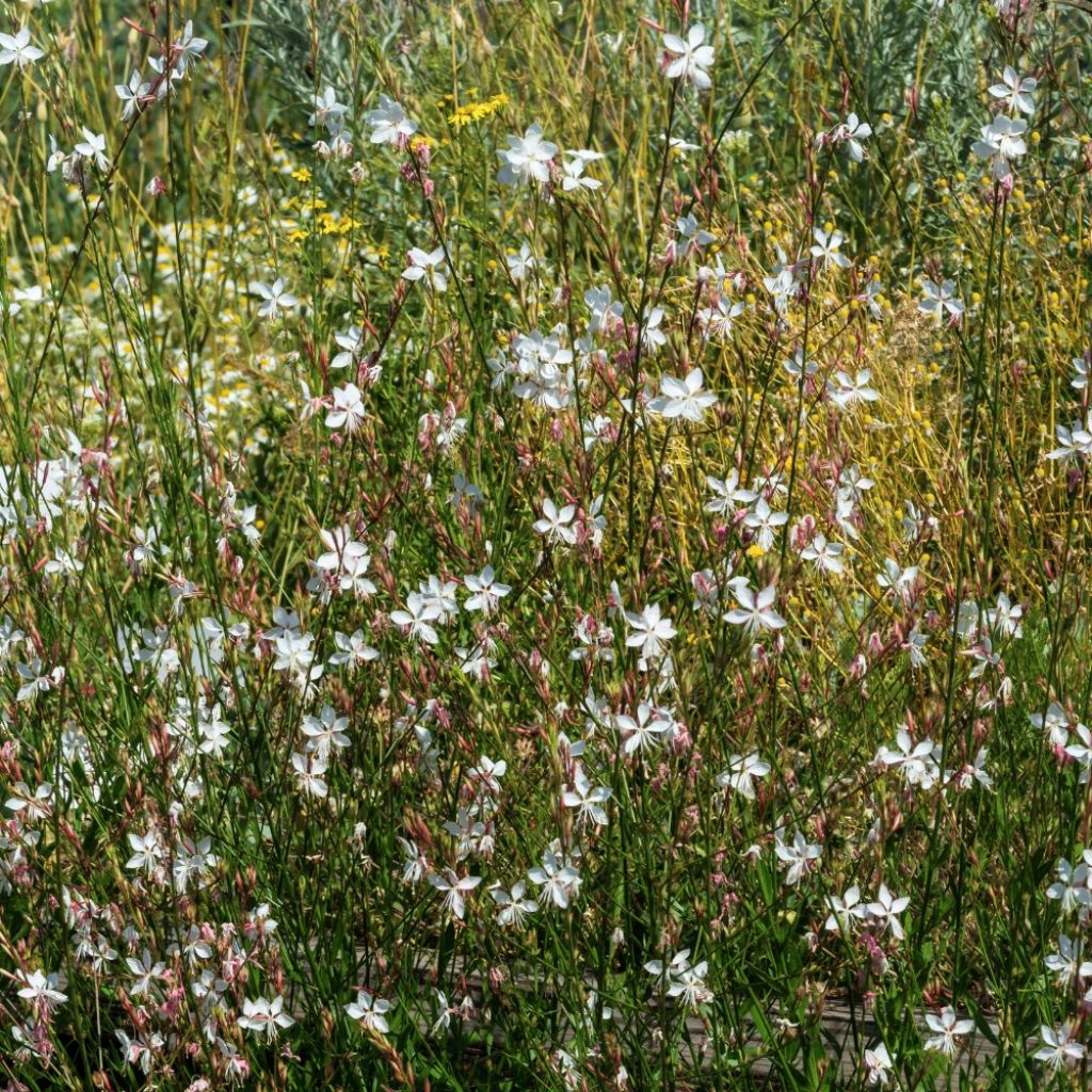 Gaura lindheimeri blanche Snowstorm