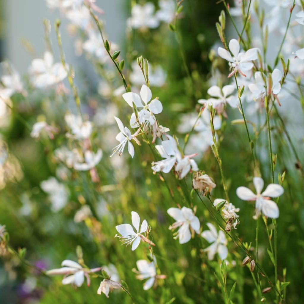 Gaura lindheimeri blanche Snowstorm