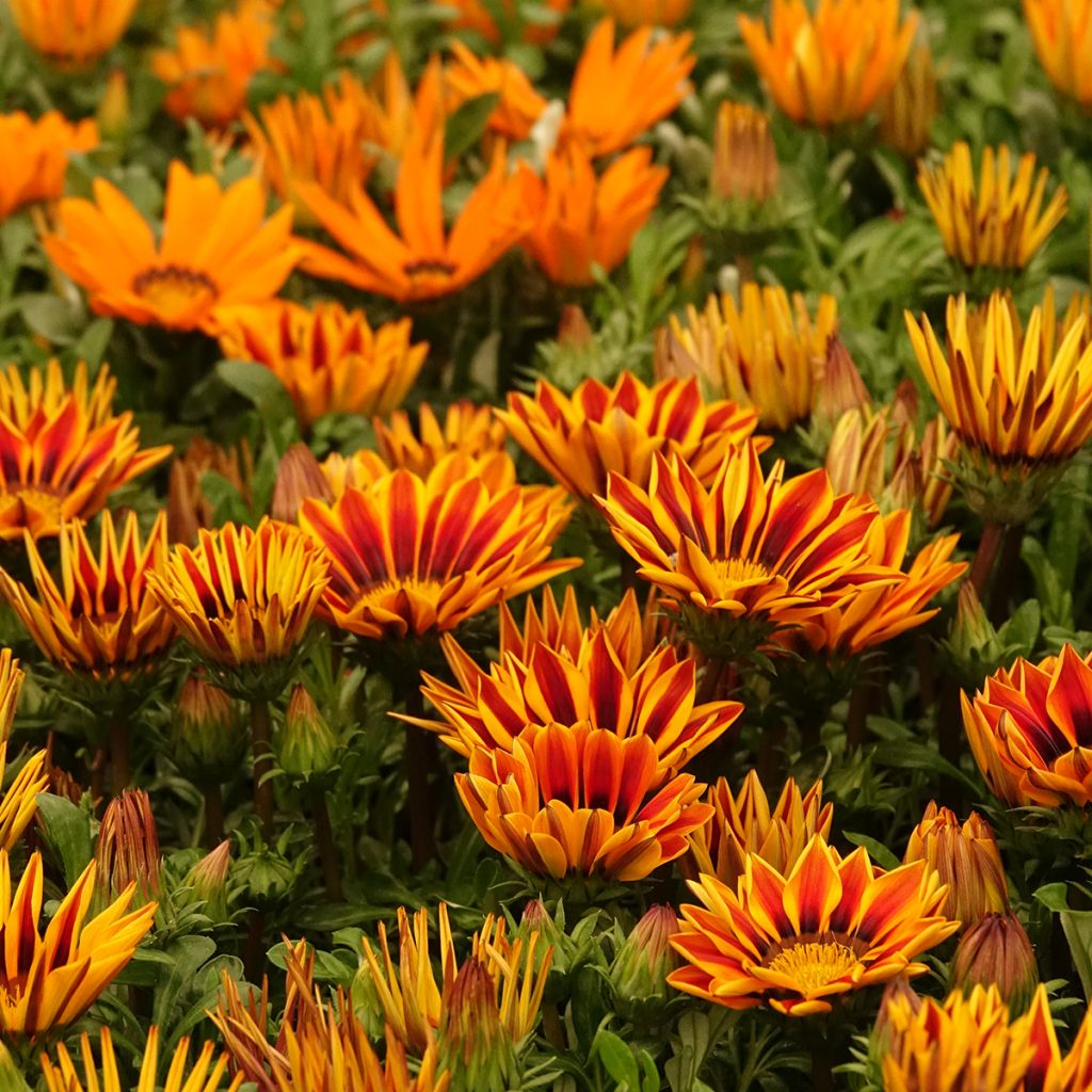Graines de Gazania Zany F1 Orange Flame