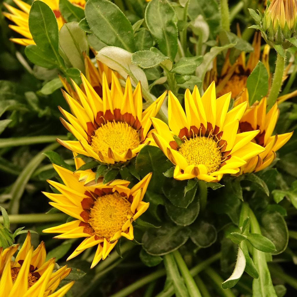 Graines de Gazania Zany F1 Yellow (graines pelliculées)