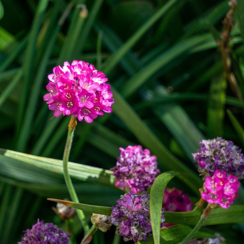 Gazon d'Espagne - Armeria maritima Splendens