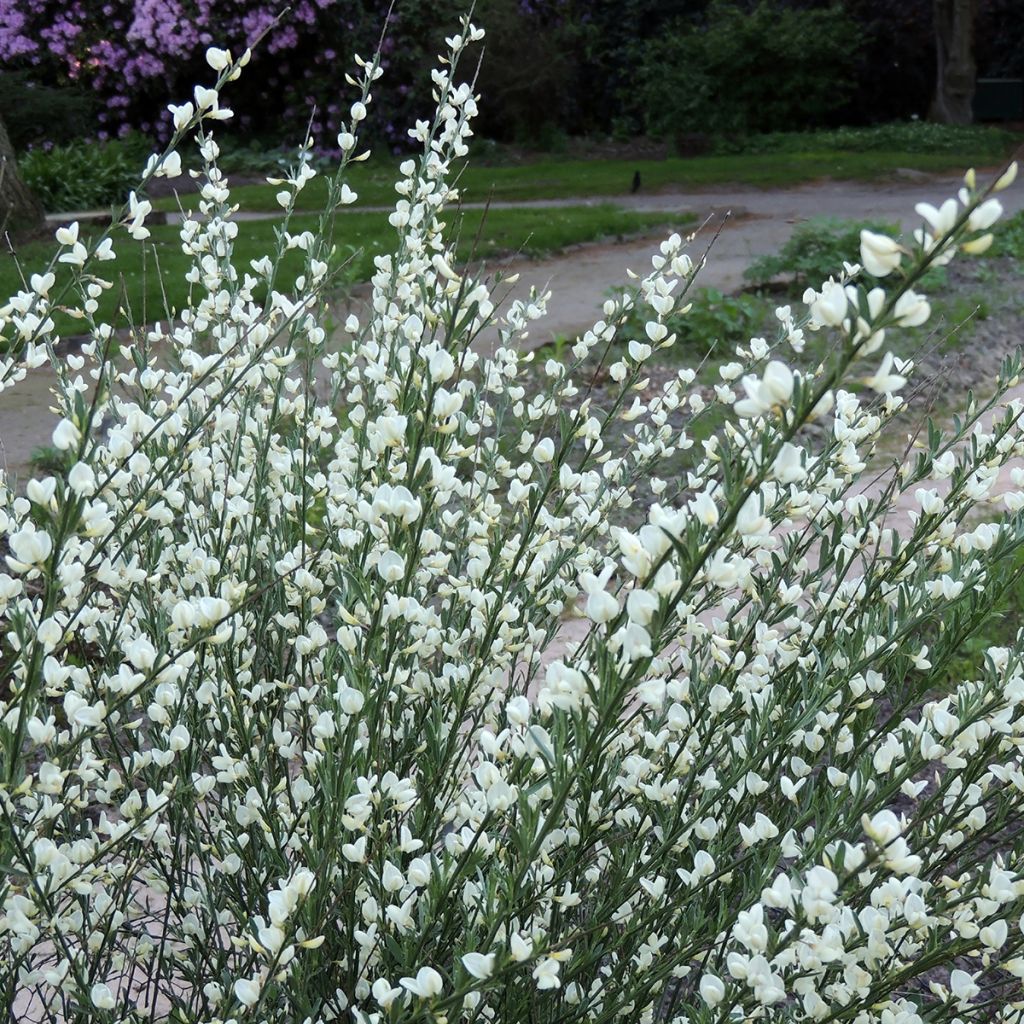 Genêt précoce - Cytisus praecox Albus
