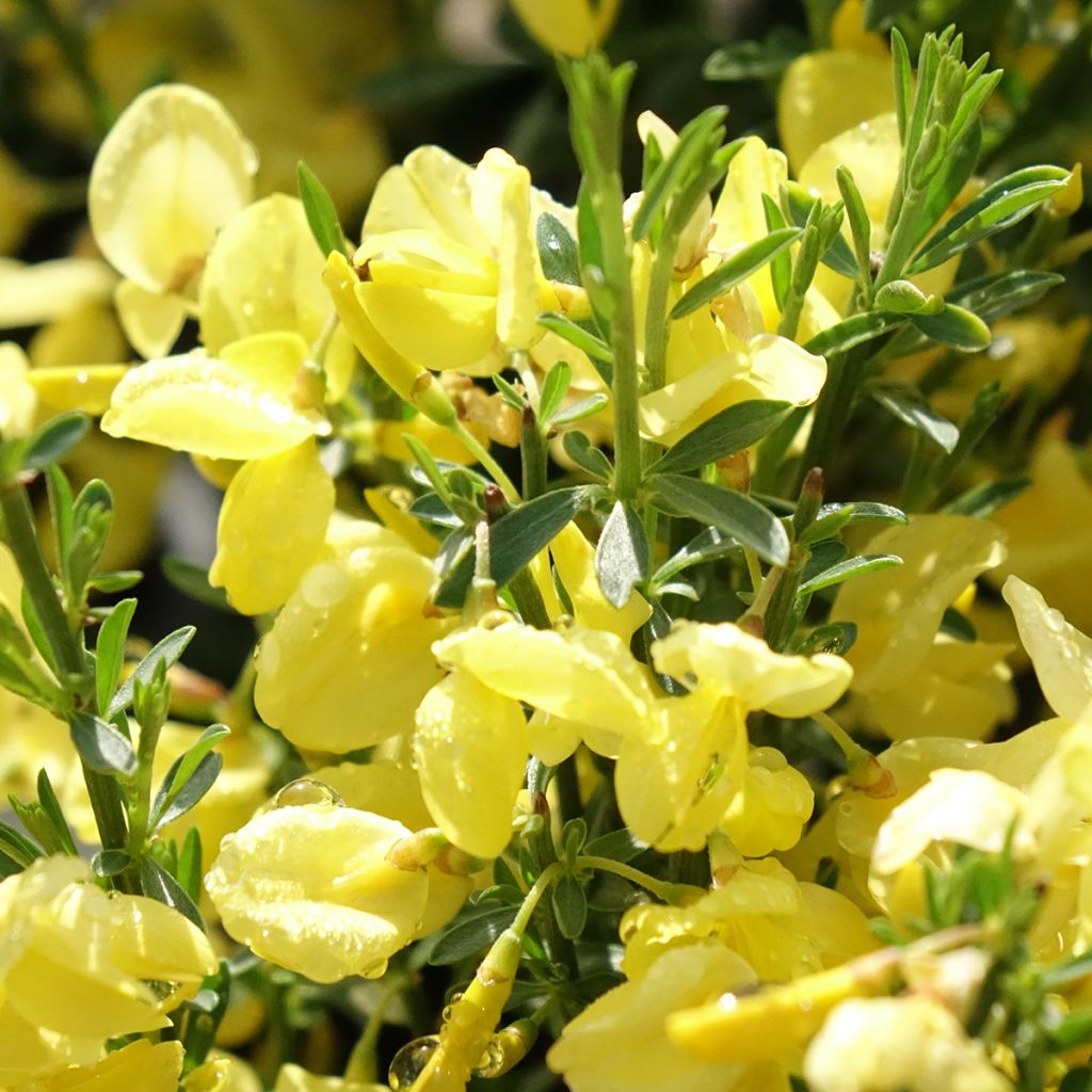 Genêt précoce - Cytisus praecox Allgold