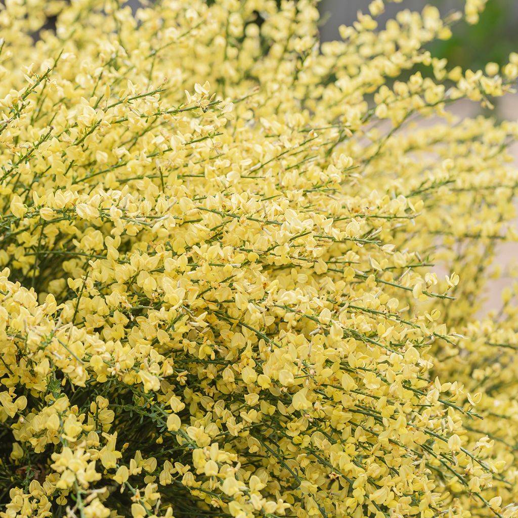 Genêt précoce - Cytisus x praecox