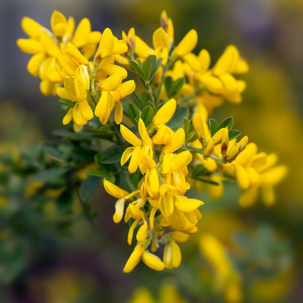 Genista Porlock - Genêt
