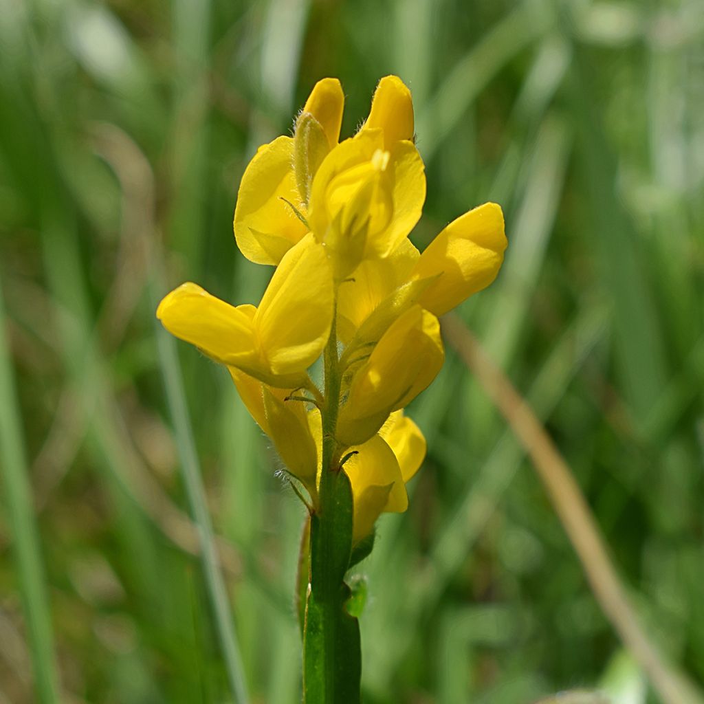 Genista sagittalis - Genêt ailé