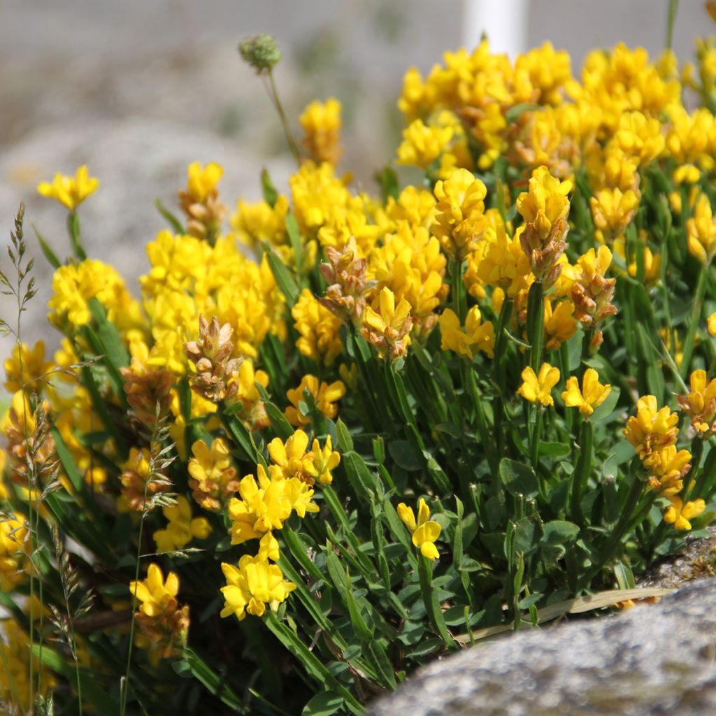 Genista sagittalis - Genêt ailé