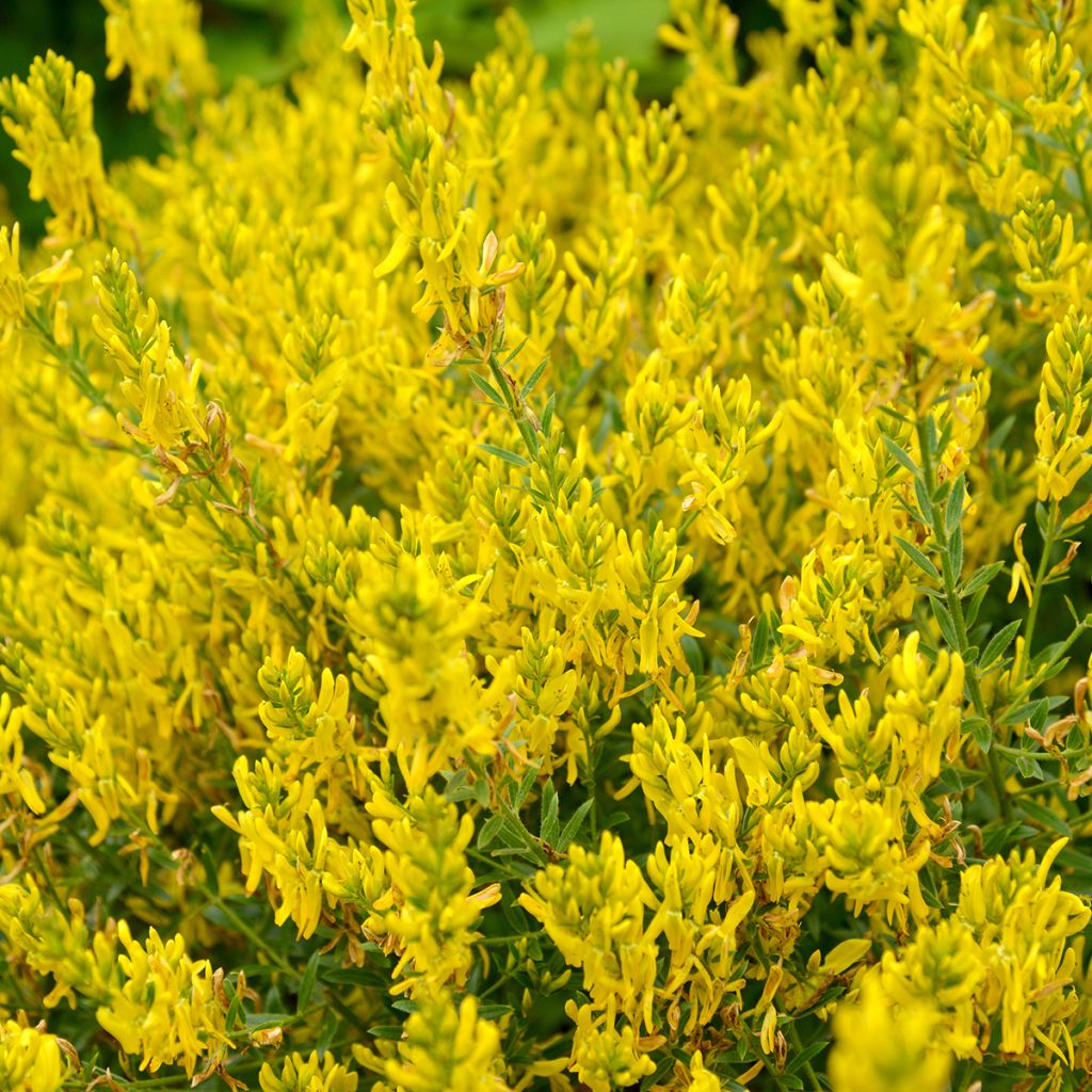 Genista tinctoria Royal Gold - Genêt des teinturiers