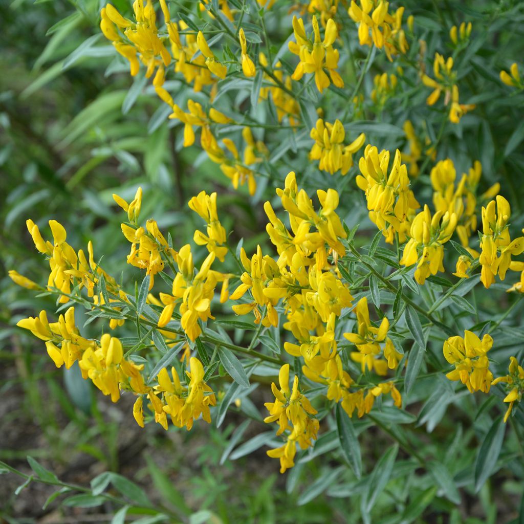 Genista tinctoria Royal Gold - Genêt des teinturiers