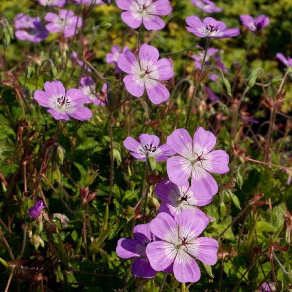 Geranium vivace Silvias surprise