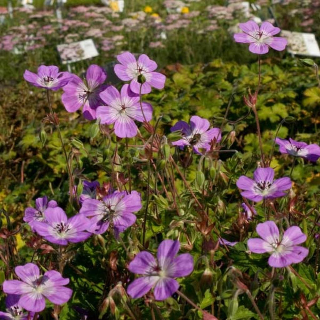 Geranium vivace Silvias surprise