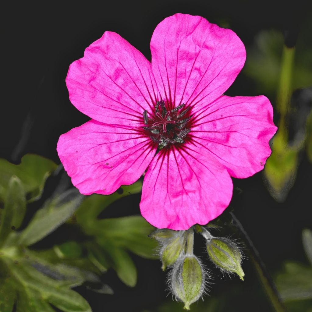 Geranium vivace cinereum Jolly Jewel Purple