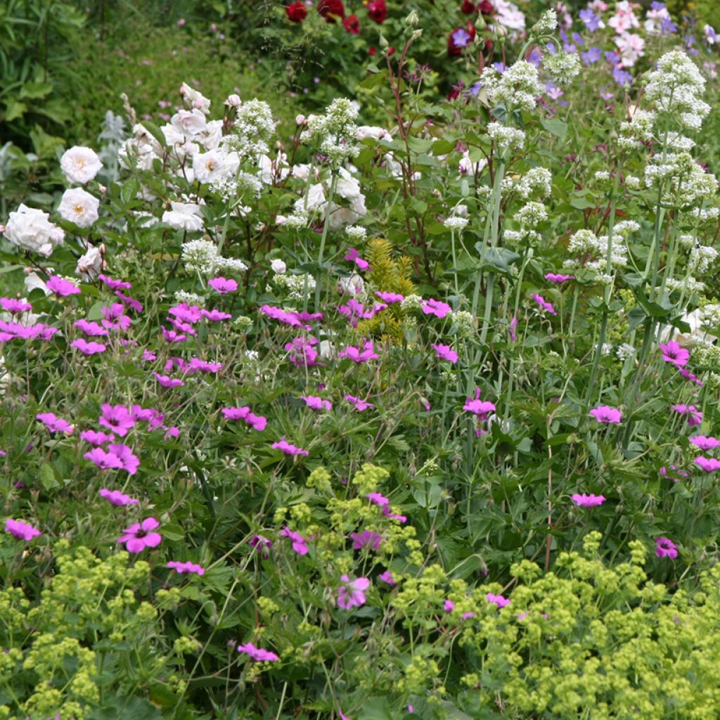 Géranium vivace Patricia