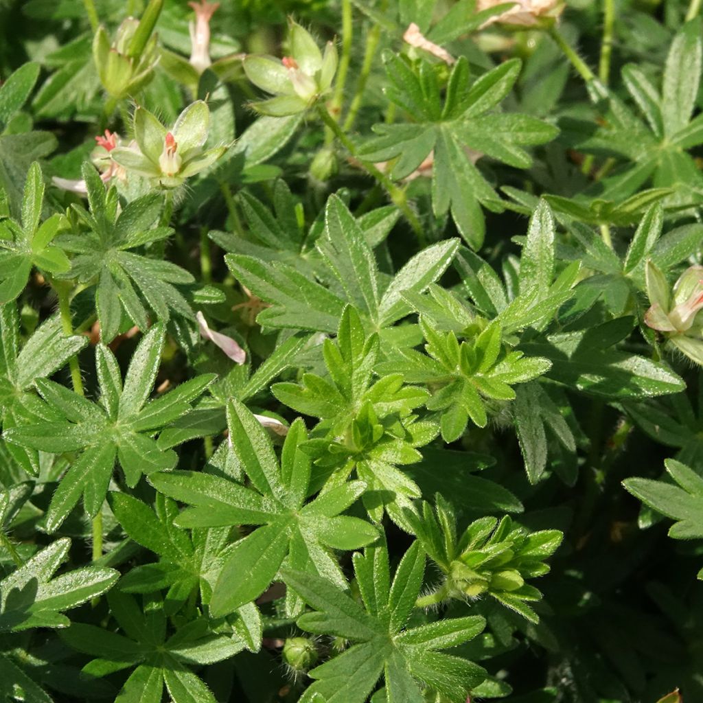 Geranium vivace sanguineum Frivolius Pink