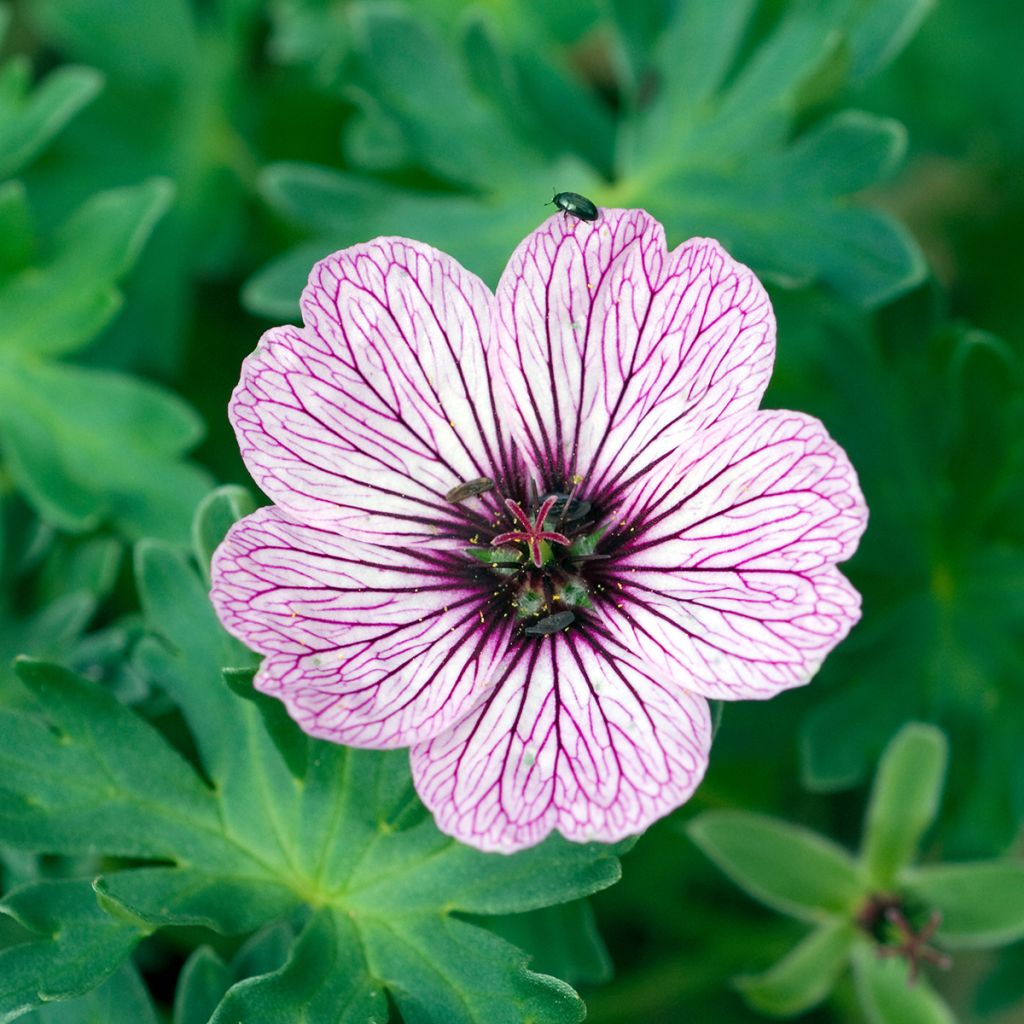Geranium vivace cinereum Ballerina