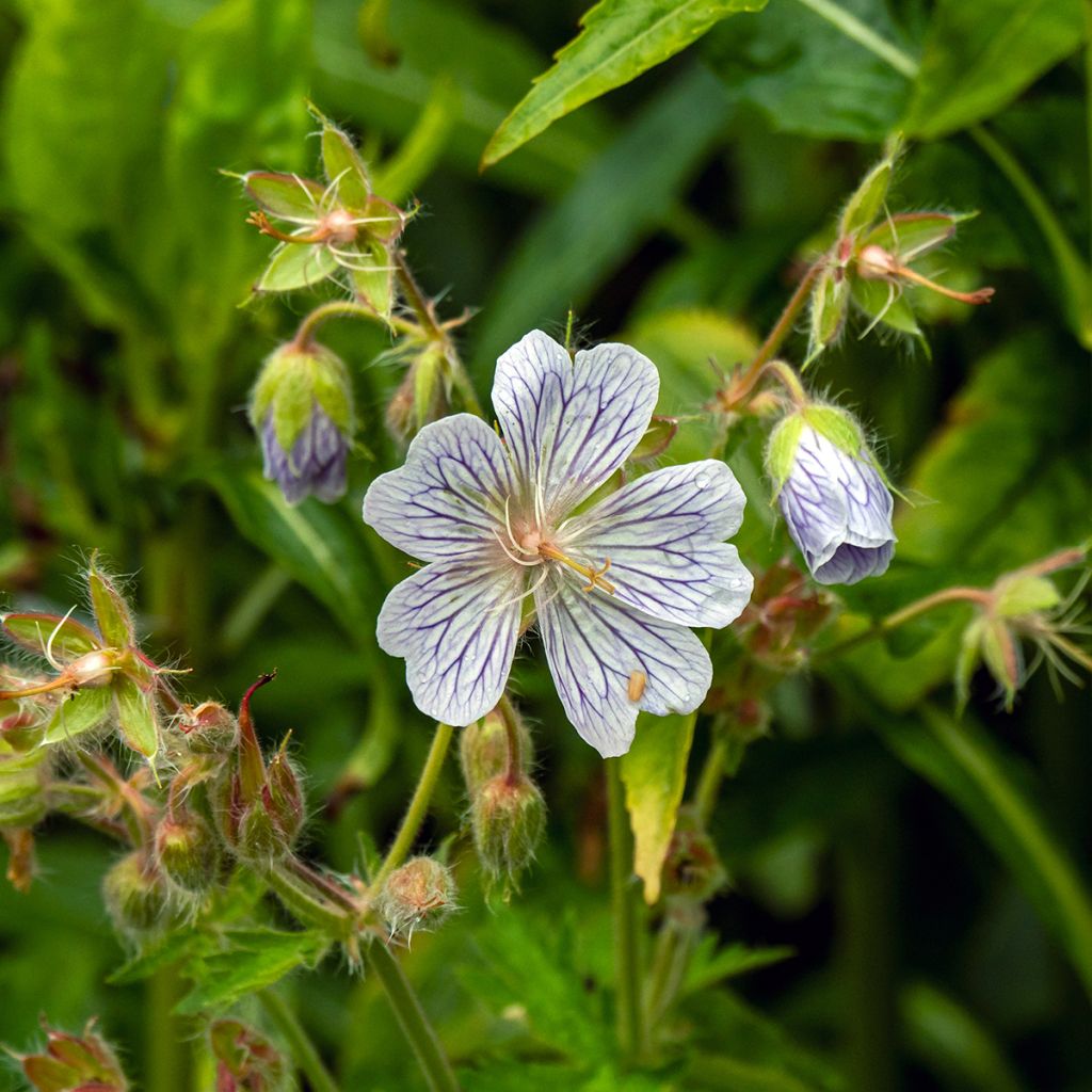 Geranium vivace ibericum White Zigana