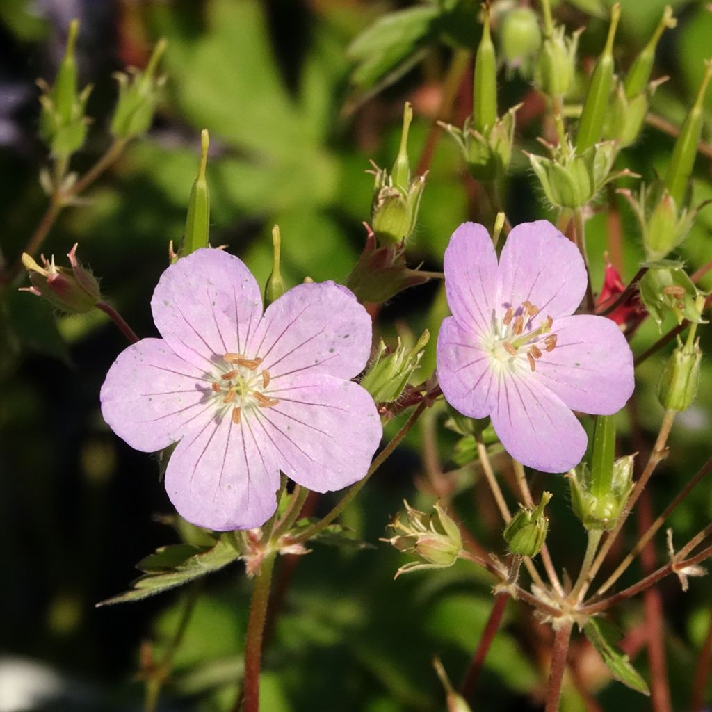 Geranium vivace maculé Vickie Lynn