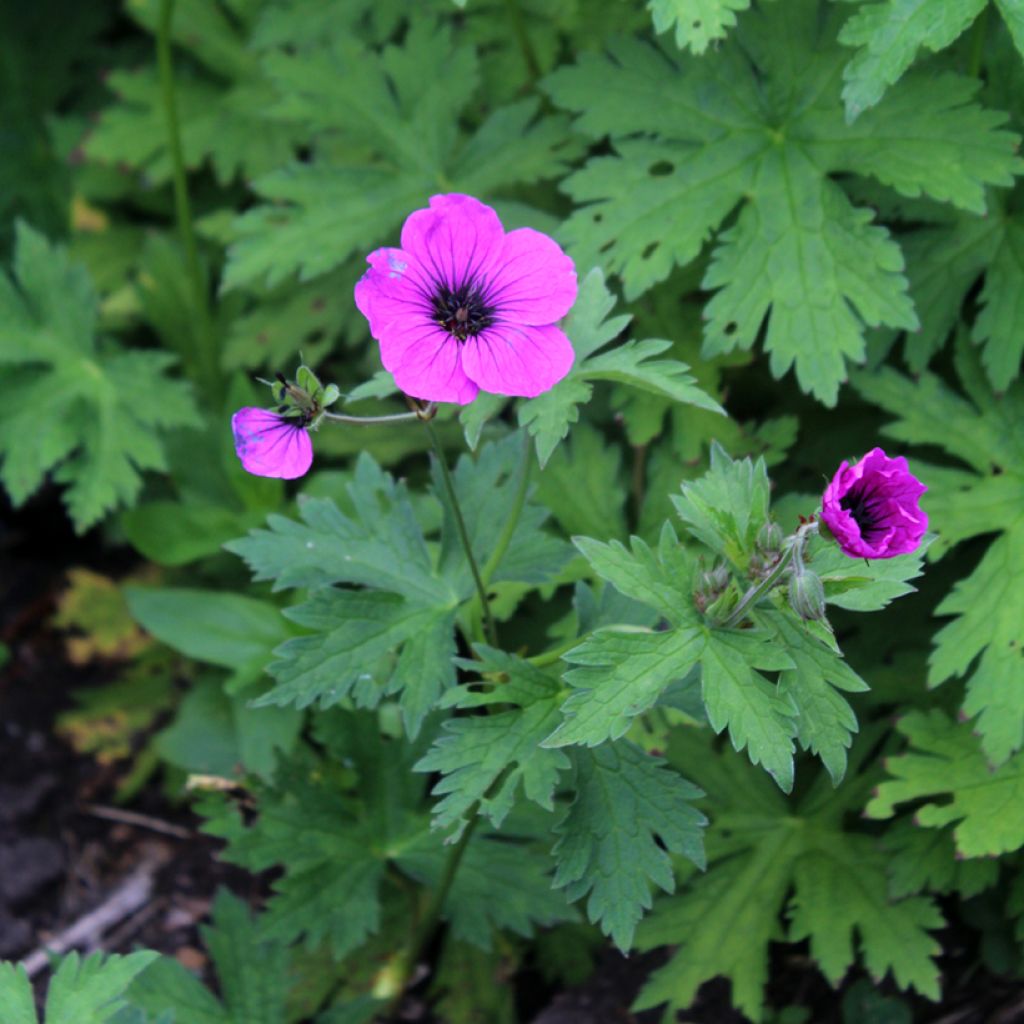Géranium vivace psilostemon