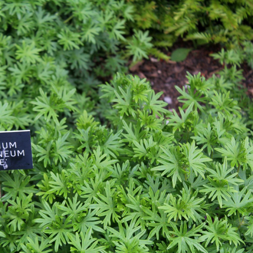 Geranium vivace sanguineum Elke