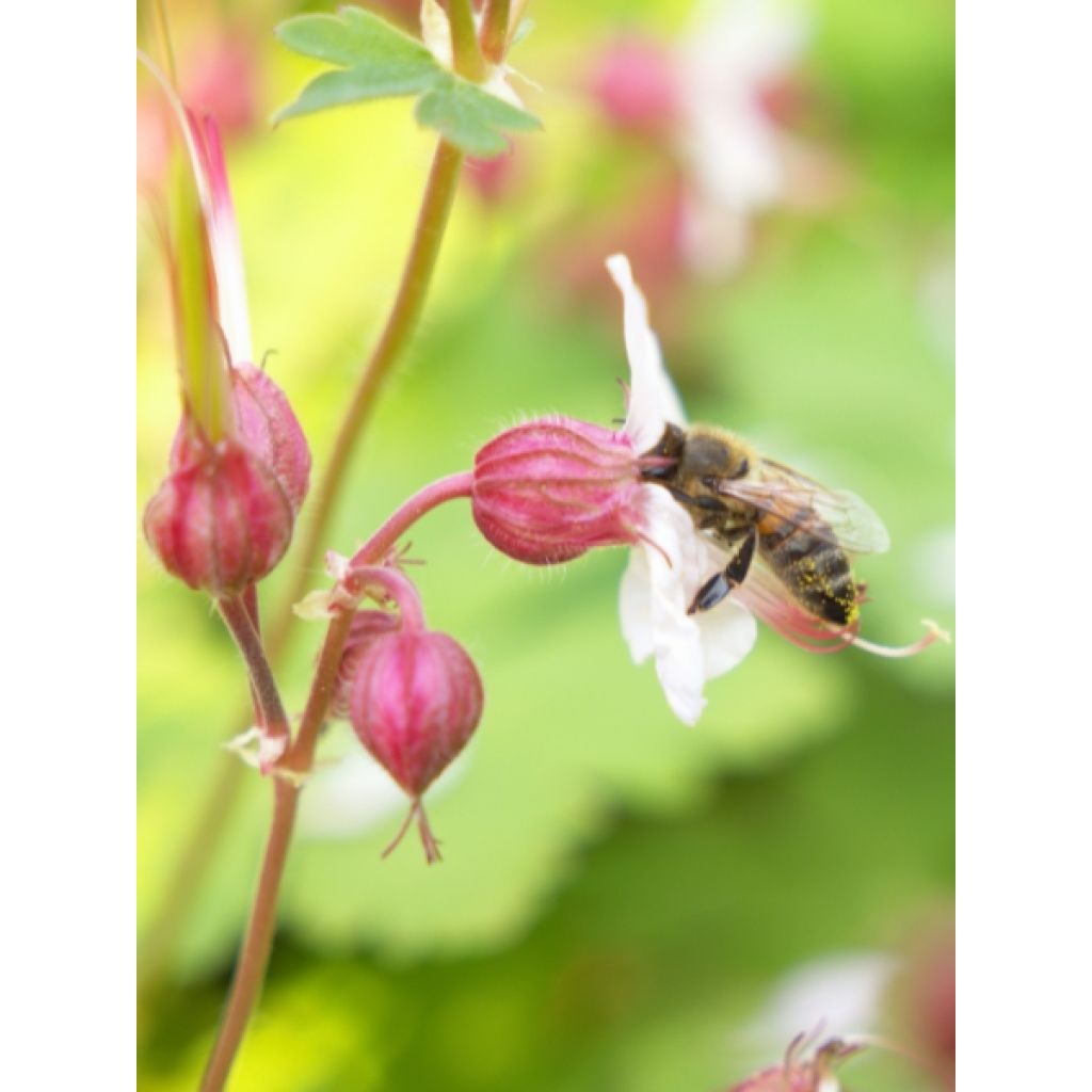 Géranium vivace macrorrhizum Spessart
