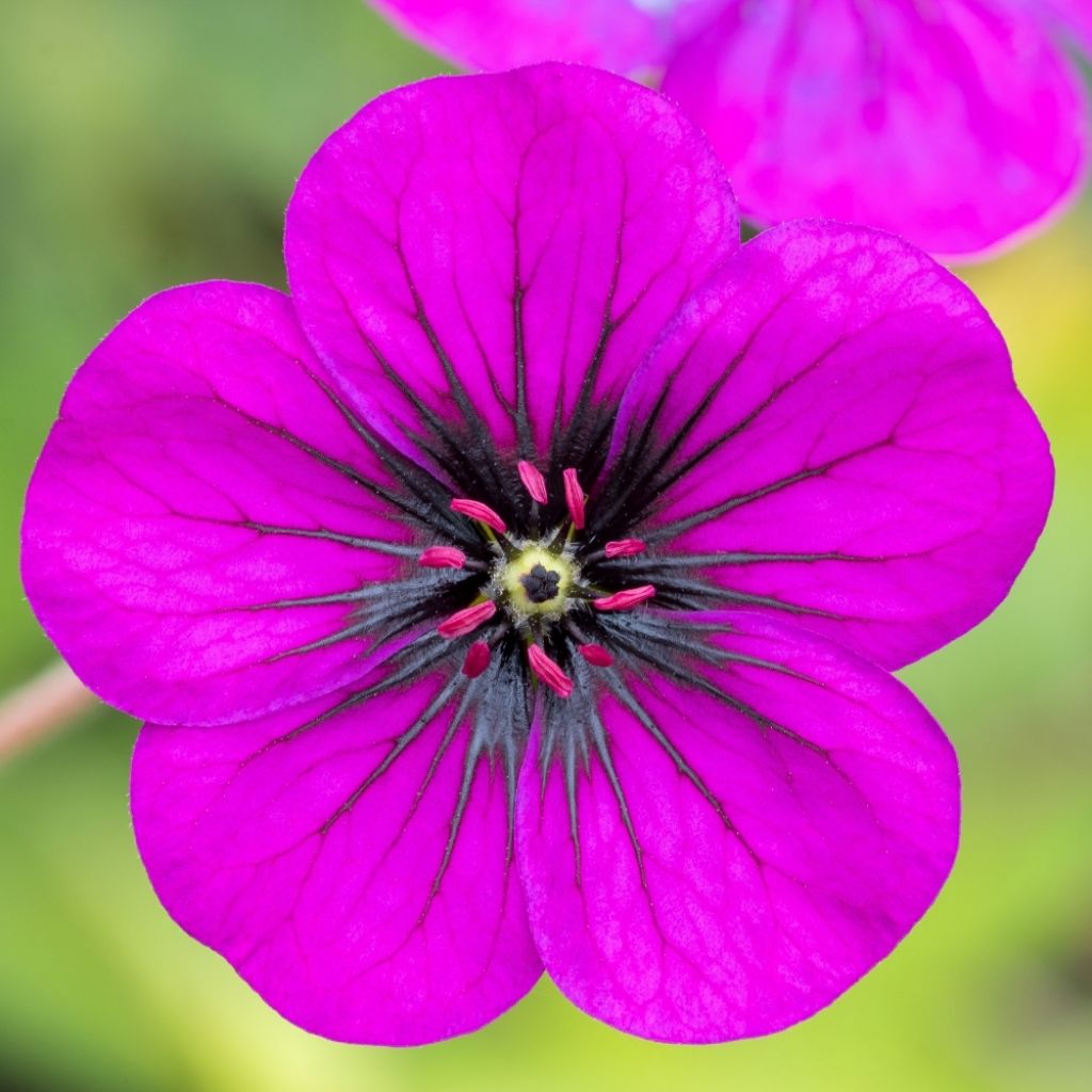 Géranium vivace Ann Folkard
