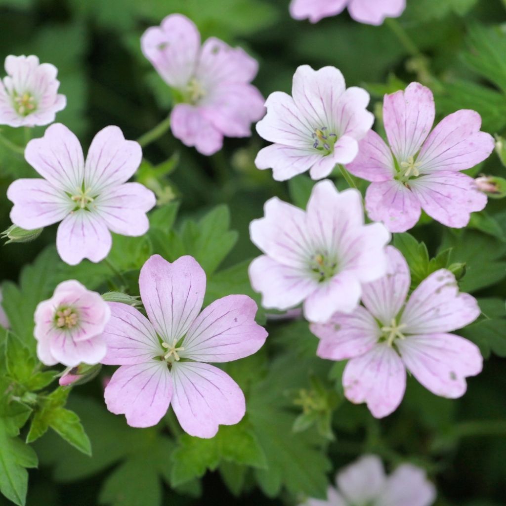 Géranium vivace Dreamland