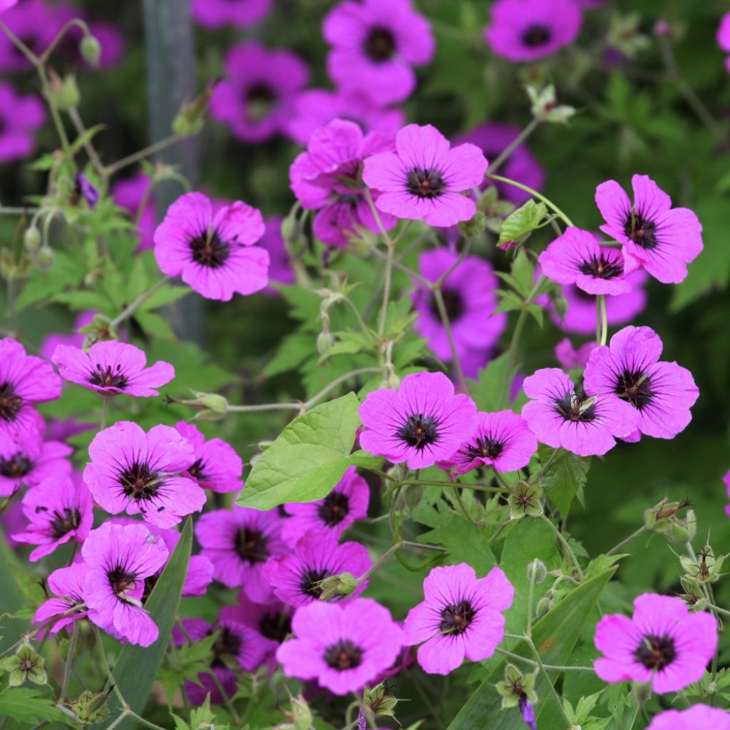 Géranium vivace Patricia
