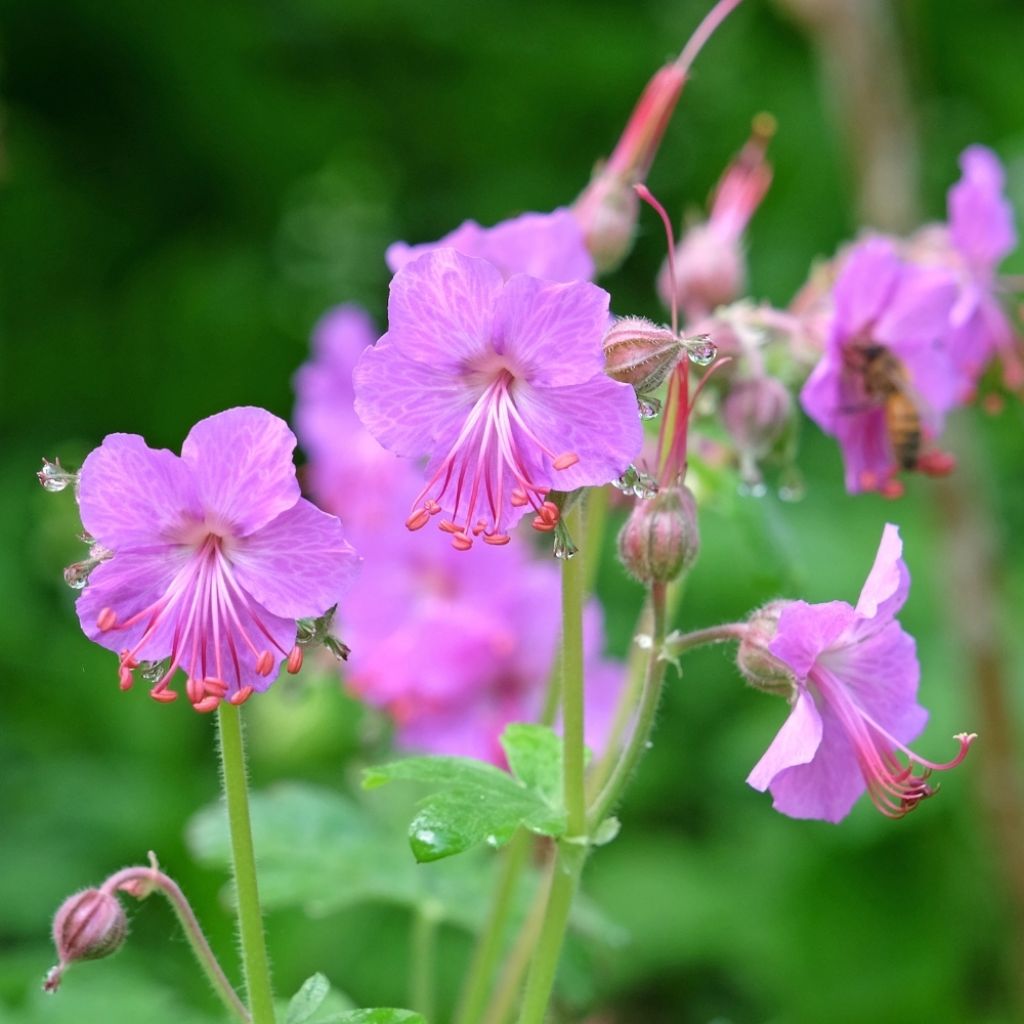 Géranium vivace macrorrhizum Bevan s Variety