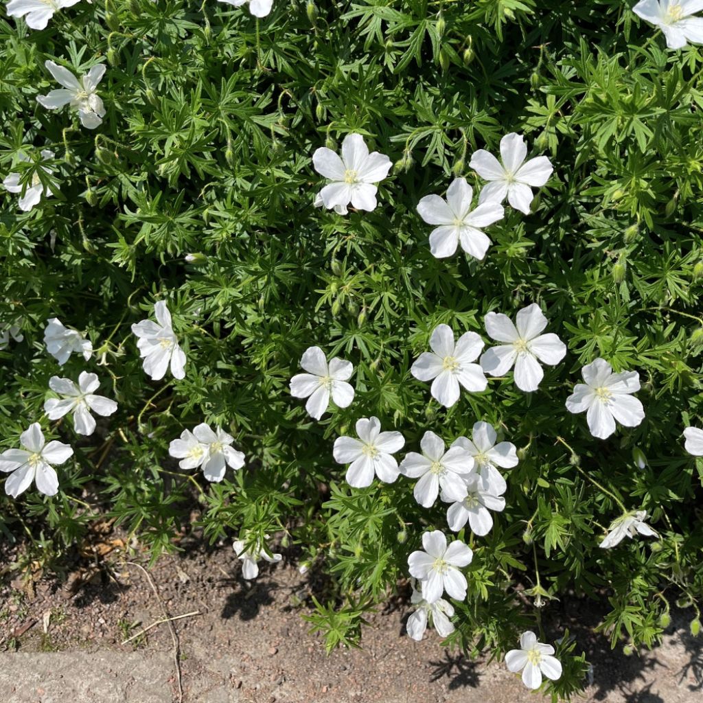 Geranium vivace sanguineum Album