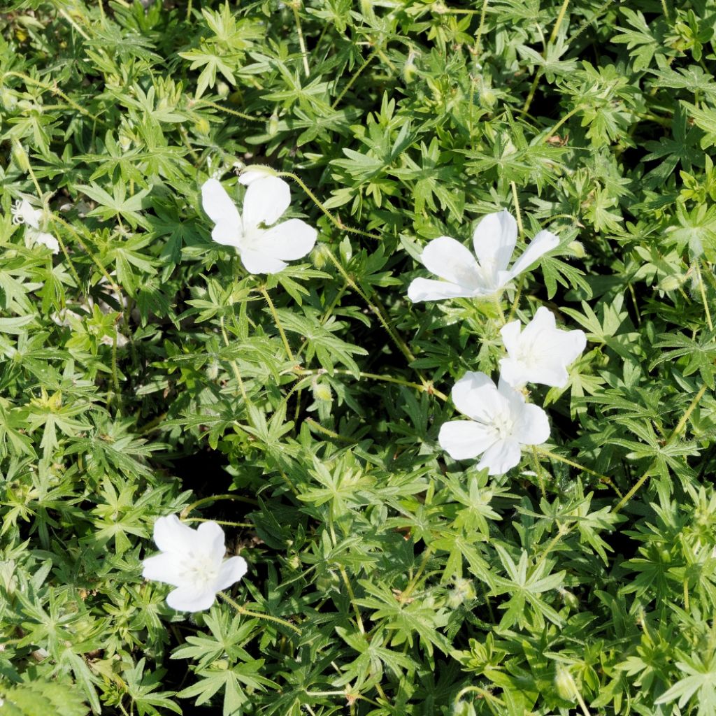 Geranium vivace sanguineum Album