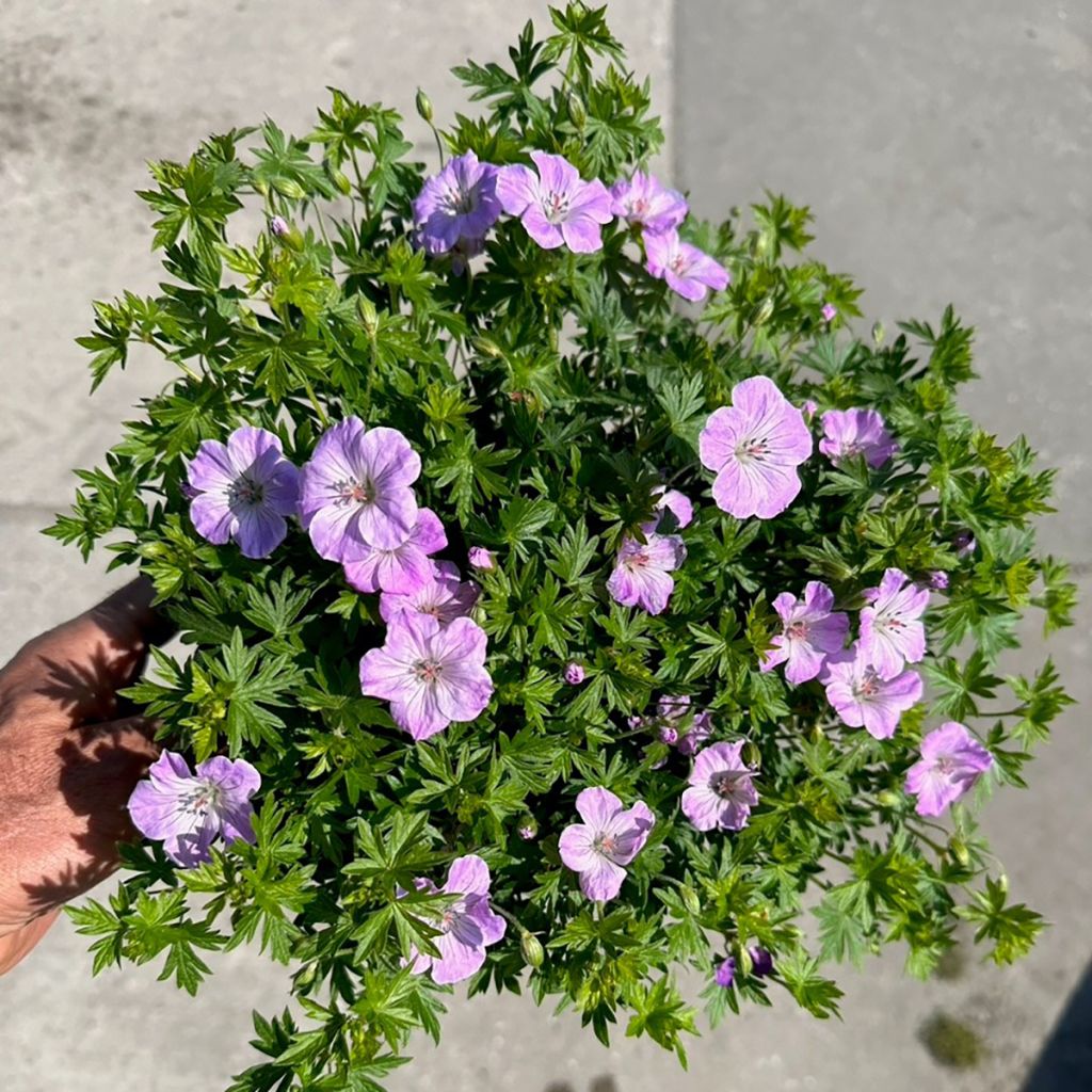 Géranium vivace sanguineum Frivolius Lilac