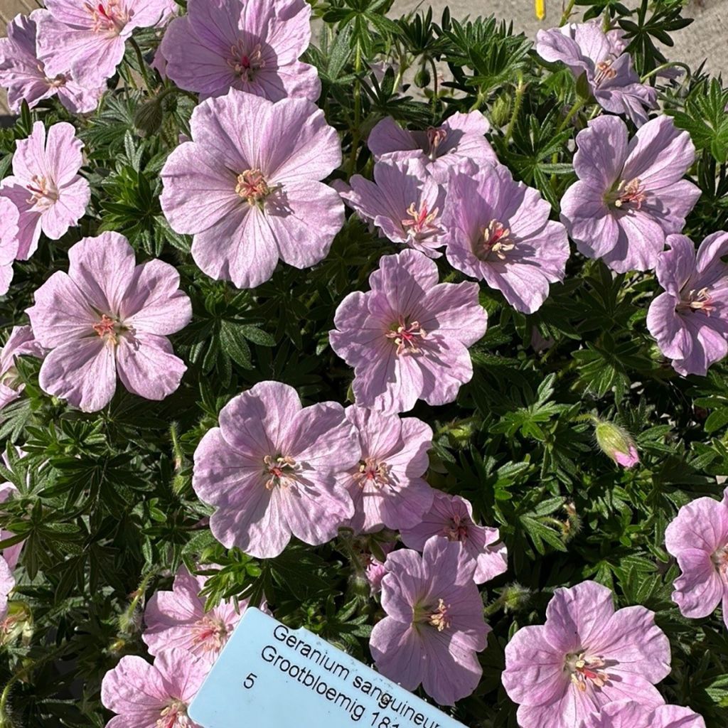Geranium vivace sanguineum Frivolius Pink