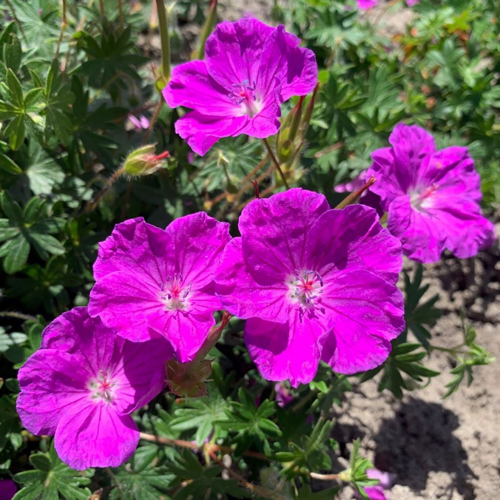 Géranium vivace sanguineum Frivolius Purple
