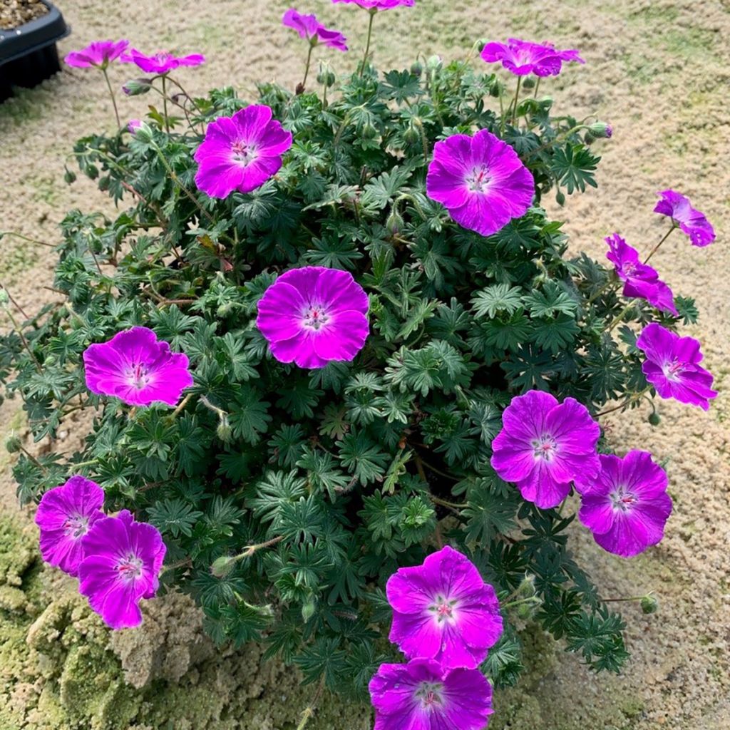 Géranium vivace sanguineum Frivolius Purple