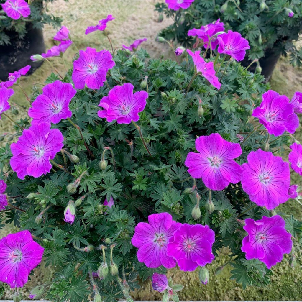 Géranium vivace sanguineum Frivolius Purple