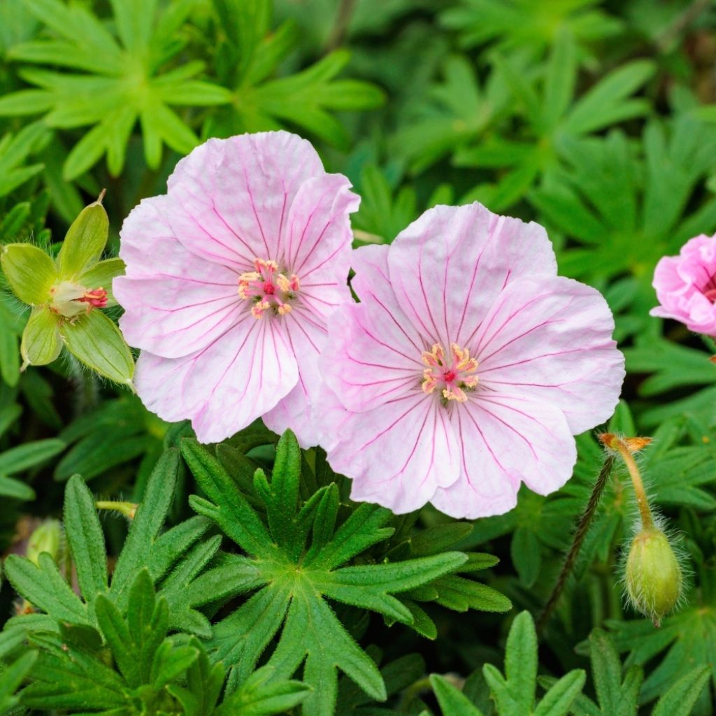 Géranium vivace sanguineum striatum