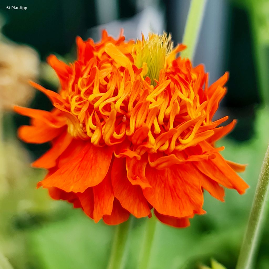 Geum Orange Pumpkin - Benoîte