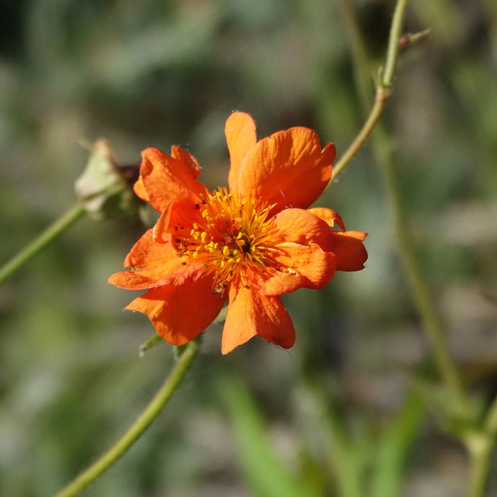 Geum Prinses Juliana - Benoite orange et jaune