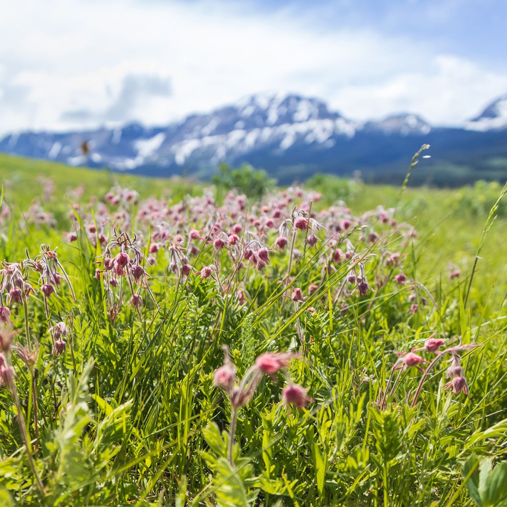 Geum triflorum - Benoîte rose rougeâtre