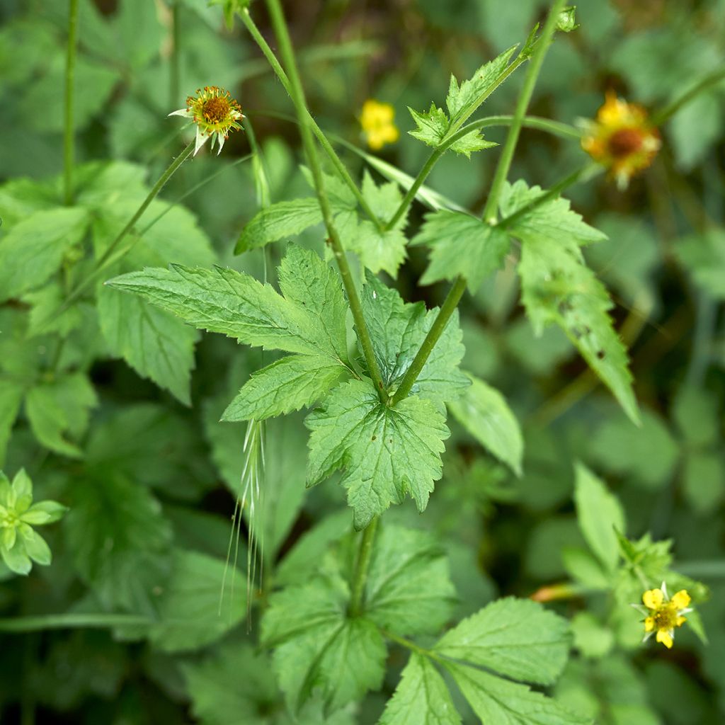 Geum urbanum - Benoîte commune.