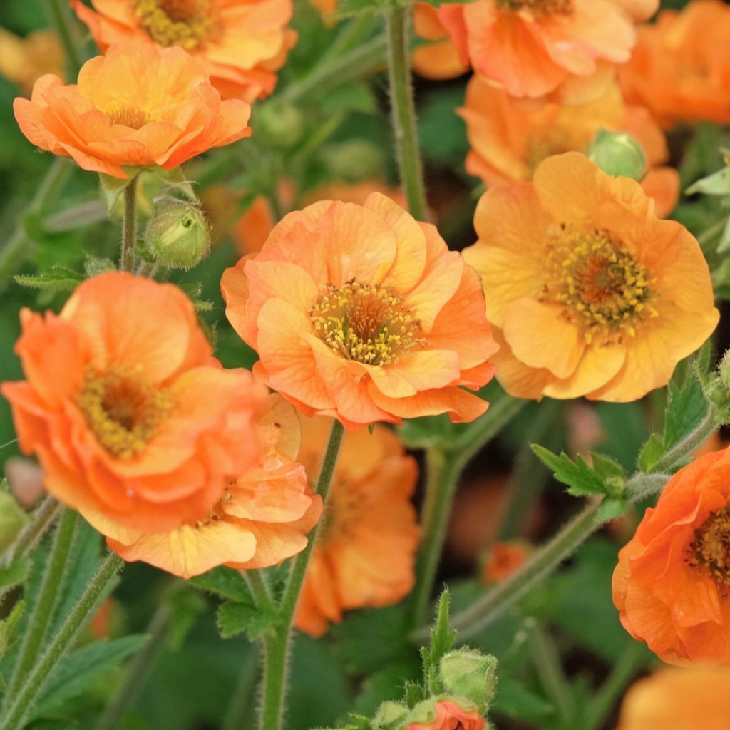 Geum Totally Tangerine - Benoîte orange vif
