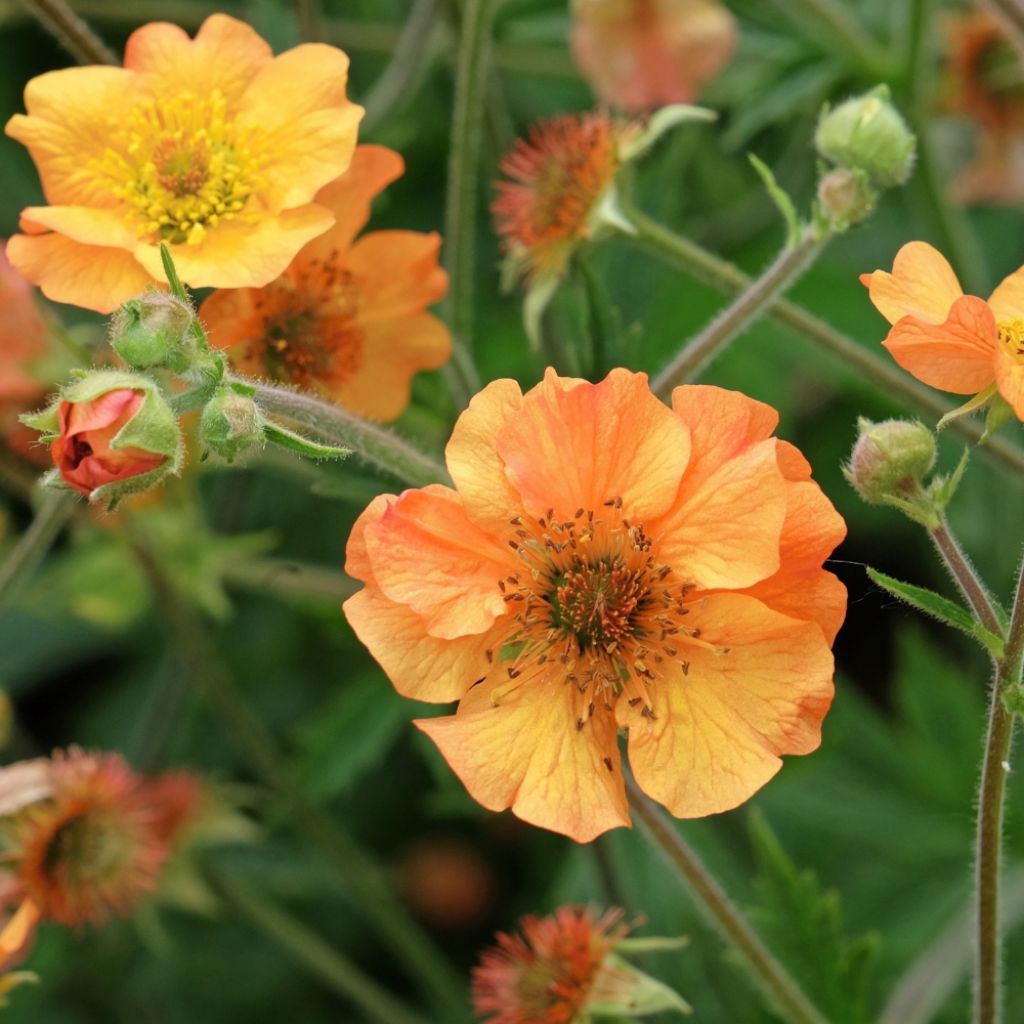Geum Totally Tangerine - Benoîte orange vif