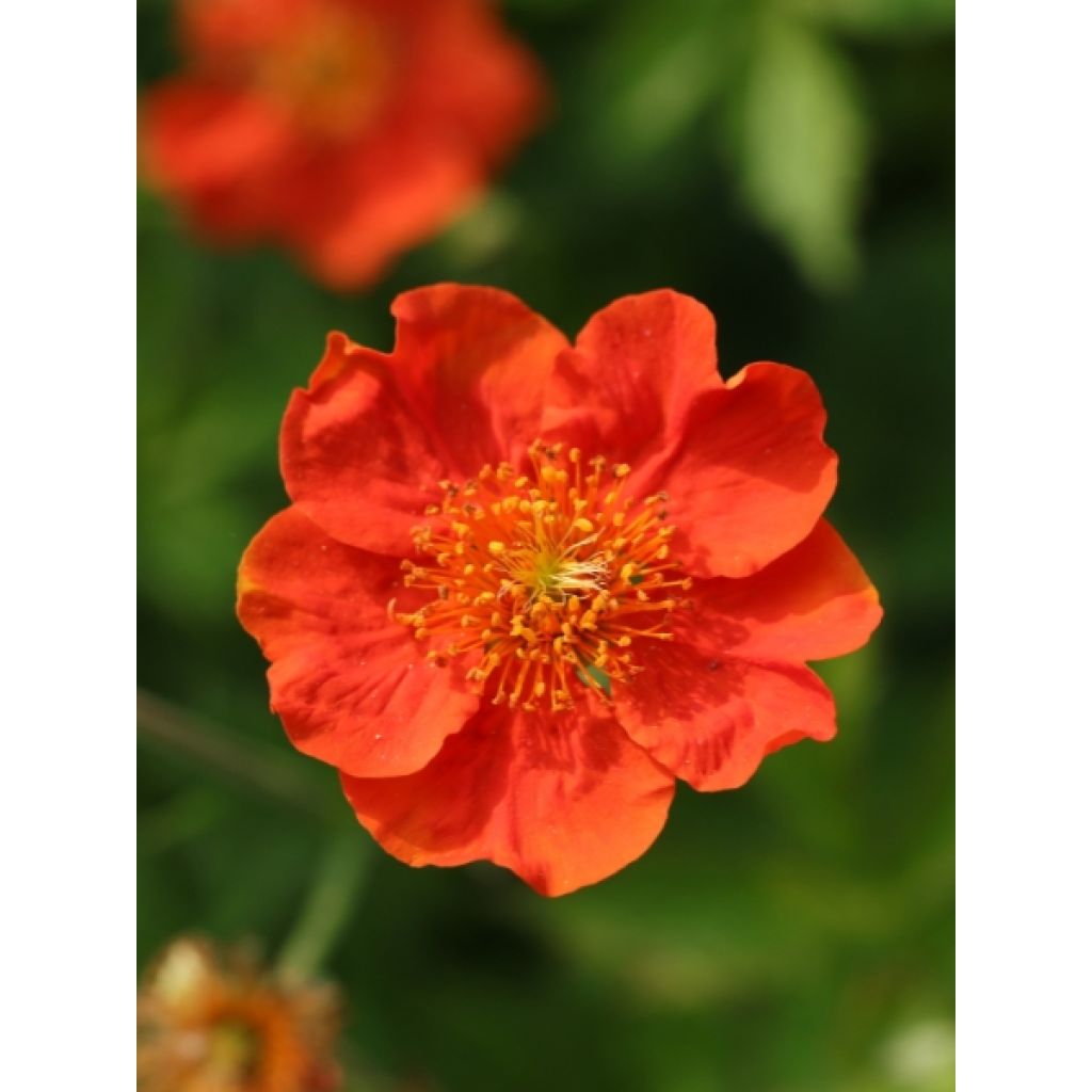 Geum coccineum Werner Arends - Benoîte orange 