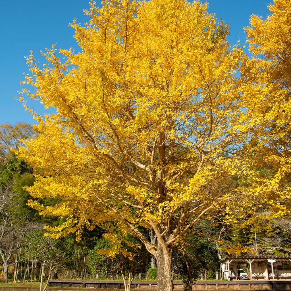 Ginkgo biloba - Arbre aux quarante écus