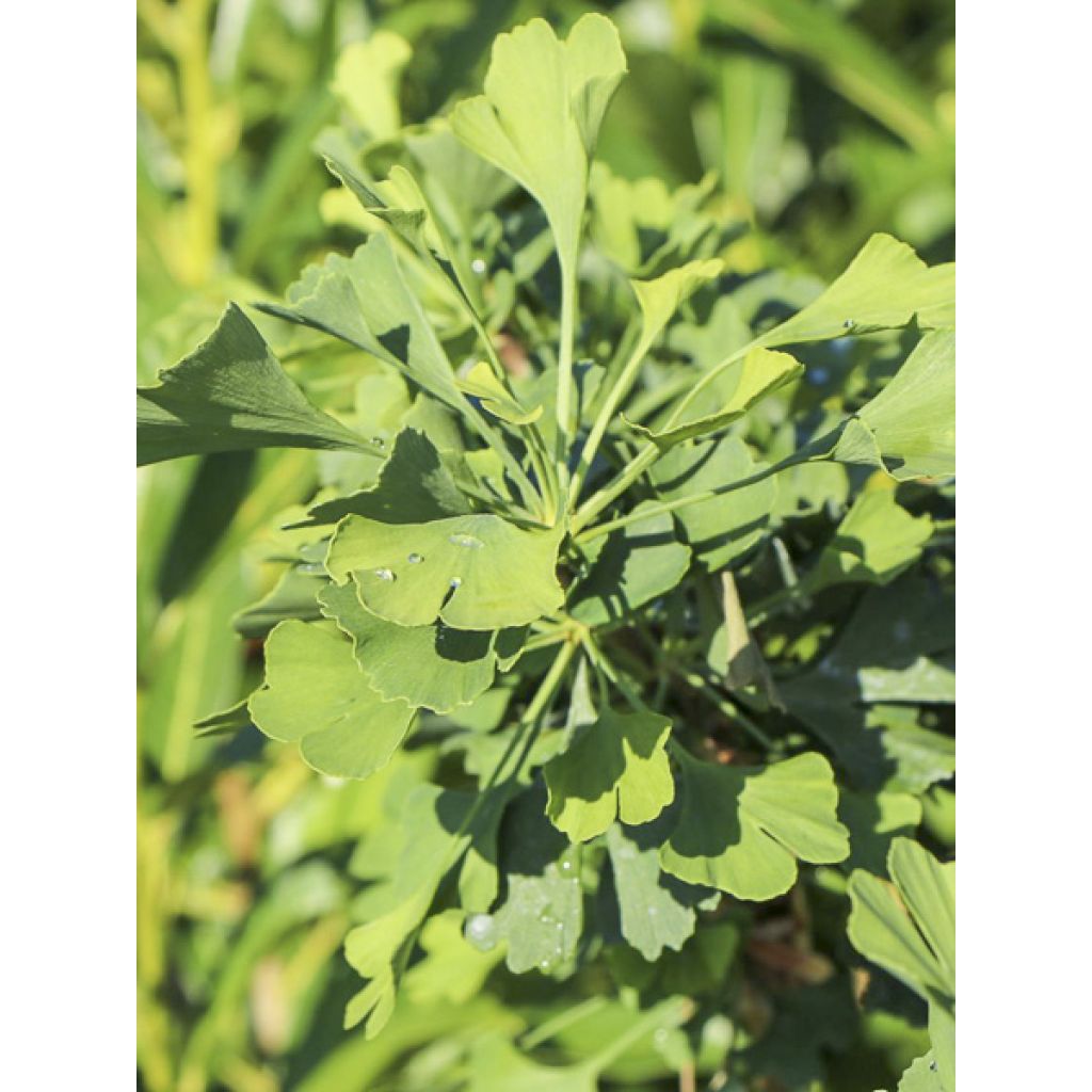 Ginkgo biloba Baldi - Arbre aux quarante écus nain
