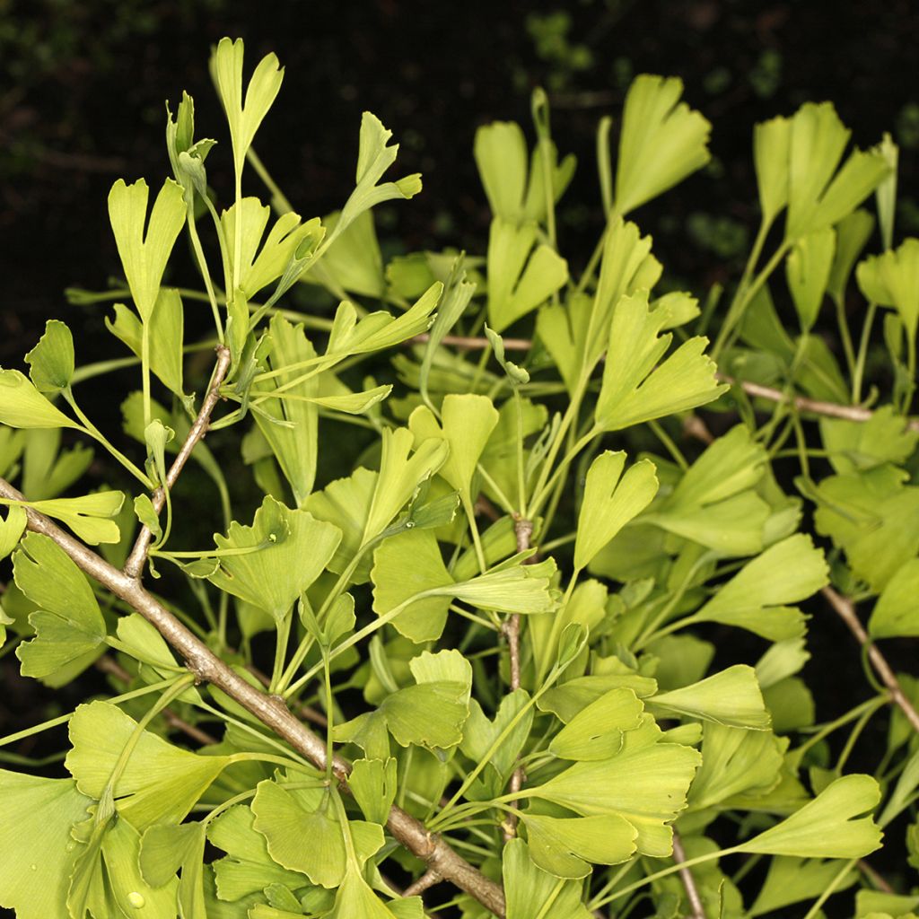 Ginkgo biloba Chotek - Arbre aux quarante écus
